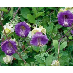 nasiona Kobea pnąca fioletowa swikx221