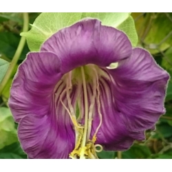 nasiona Kobea pnąca fioletowa swikx221