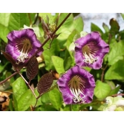 nasiona Kobea pnąca fioletowa swikx221