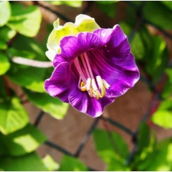 nasiona Kobea pnąca fioletowa swikx221