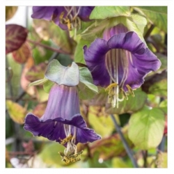 nasiona Kobea pnąca niebieska swikx222