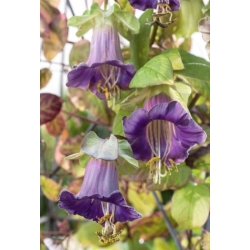 nasiona Kobea pnąca niebieska swikx222