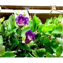 nasiona Kobea pnąca niebieska swikx222