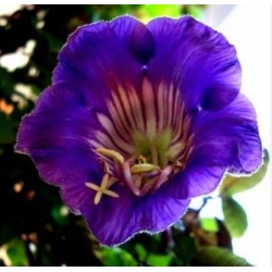 nasiona Kobea pnąca niebieska swikx222