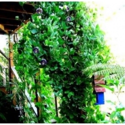 nasiona Kobea pnąca niebieska swikx222