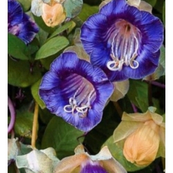 nasiona Kobea pnąca niebieska swikx222