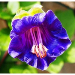 nasiona Kobea pnąca niebieska swikx222