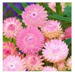 nasiona Kocanka, Nieśmiertelnik różowy swikx186