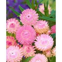 nasiona Kocanka, Nieśmiertelnik różowy swikx186