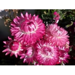 nasiona Kocanka, Nieśmiertelnik różowy swikx186