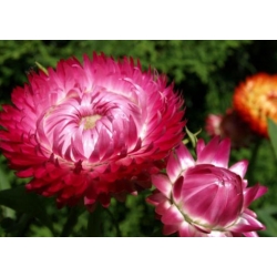 nasiona Kocanka, Nieśmiertelnik różowy swikx186