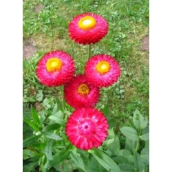 nasiona Kocanka, Nieśmiertelnik różowy swikx186