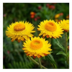 nasiona Kocanka, Nieśmiertelnik żółty swikx185