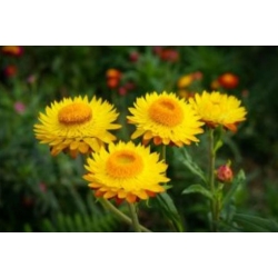 nasiona Kocanka, Nieśmiertelnik żółty swikx185