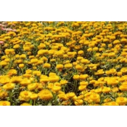 nasiona Kocanka, Nieśmiertelnik żółty swikx185