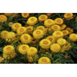 nasiona Kocanka, Nieśmiertelnik żółty swikx185