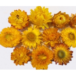 nasiona Kocanka, Nieśmiertelnik żółty swikx185