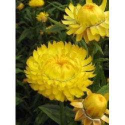 nasiona Kocanka, Nieśmiertelnik żółty swikx185