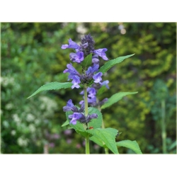 nasiona Kocimiętka swikx140