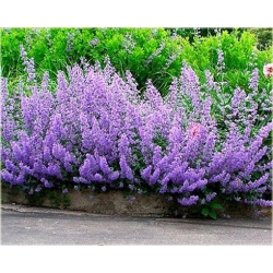 nasiona Kocimiętka swikx140