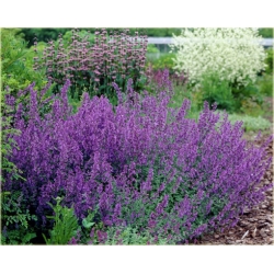 nasiona Kocimiętka swikx140