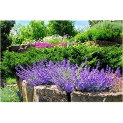 nasiona Kocimiętka swikx140