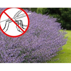 nasiona Kocimiętka odstraszająca komary swikx187