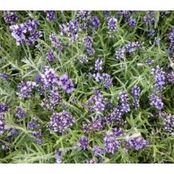 nasiona Kocimiętka odstraszająca komary swikx187