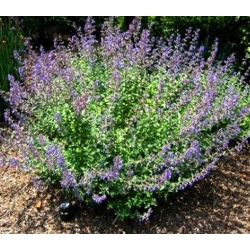 nasiona Kocimiętka odstraszająca komary swikx187