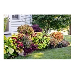 nasiona Koleus Rainbow swikx143