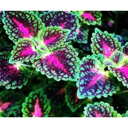 nasiona Koleus Rainbow swikx143