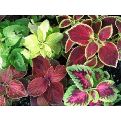 nasiona Koleus Rainbow swikx143