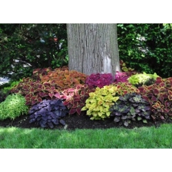 nasiona Koleus Rainbow swikx143