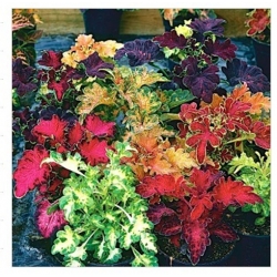 nasiona Koleus Rokoko swikx144