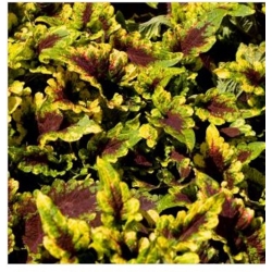 nasiona Koleus Rokoko swikx144