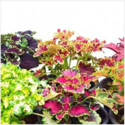 nasiona Koleus Rokoko swikx144