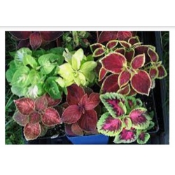 nasiona Koleus Blumego swikx142