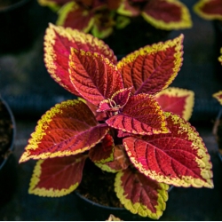 nasiona Koleus Blumego swikx142