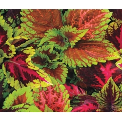 nasiona Koleus Blumego swikx142