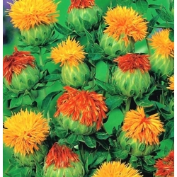 nasiona Krokosz swikx137