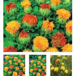 nasiona Krokosz swikx137