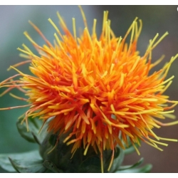 nasiona Krokosz swikx137