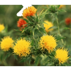 nasiona Krokosz swikx137