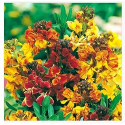 nasiona Lak ogrodowy swikx136