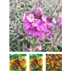 nasiona Lak ogrodowy swikx136