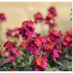 nasiona Lak ogrodowy swikx136