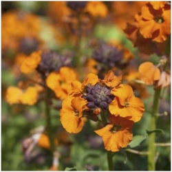 nasiona Lak ogrodowy swikx136