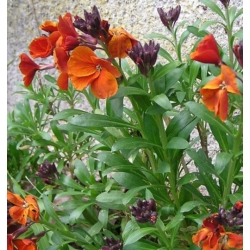 nasiona Lak ogrodowy swikx136