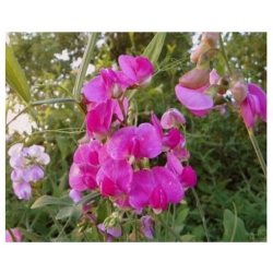 nasiona Lędźwian szerokolistny mix swikx212