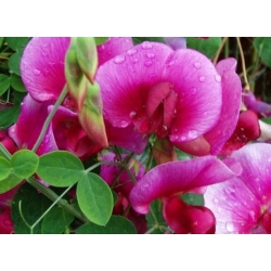 nasiona Lędźwian szerokolistny mix swikx212